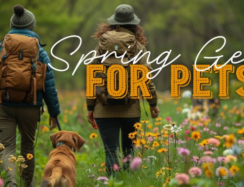 Spring Gear for Pets: Must-Have Accessories, Safety Tip and 2026 Trends