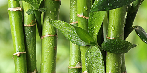 Image of Green Bamboo Stalks