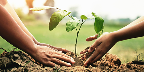 Image of two sets of hands planting a small tree sprout.