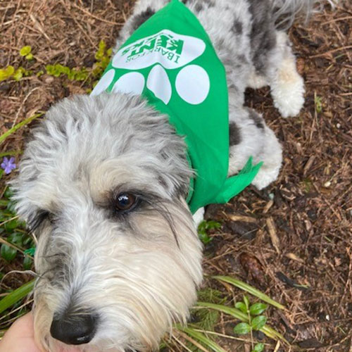 Image of small gray dog wearing a green bandana.