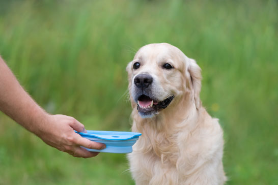 golden retriever drinking from collapsible bowl