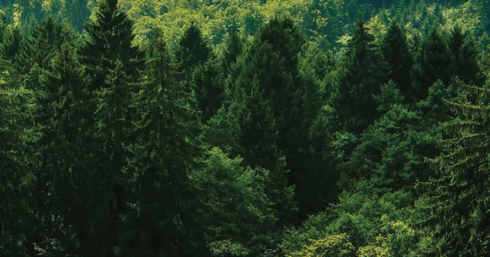 Aerial view of evergreen forest.
